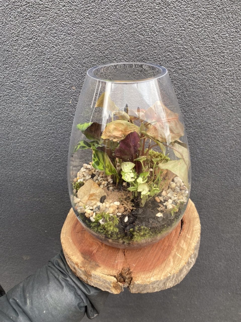 Teardrop Terrarium Bacchus Marsh Florist